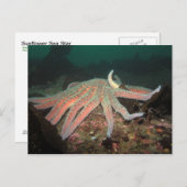 Zonnebloem Zee Star - Briefkaart (Voorkant / Achterkant)