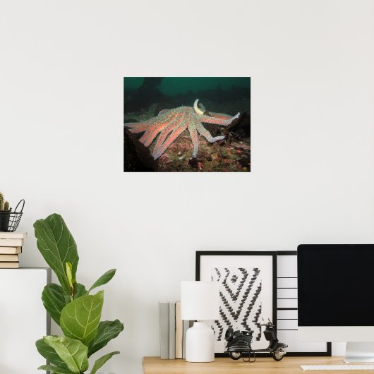 Zonnebloem Zee Star - Fine Art Print (Thuiskantoor)
