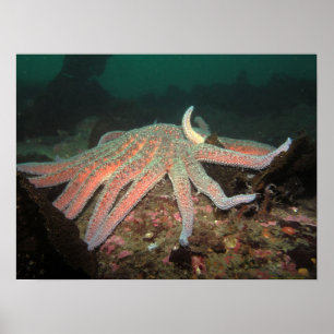 Zonnebloem Zee Star - Fine Art Print