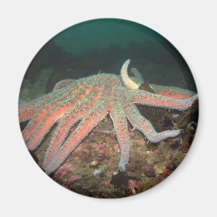 Zonnebloem Zee Star - Magnet Magneet