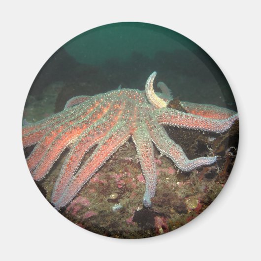 Zonnebloem Zee Star - Magnet Magneet (Voorkant)