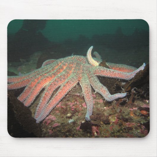Zonnebloem Zee Star - Mousepad Muismat (Voorkant)