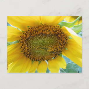 Zonnebloem Zomer Series Briefkaart