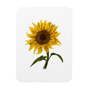 Zonnebloem Zonnebloemen Waterverf Bloem Magneet