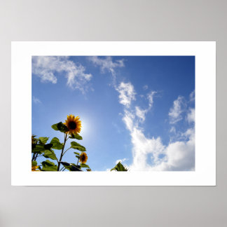 Zonnebloem & Zonneschijn Poster
