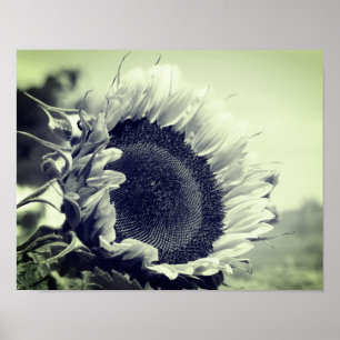 Zonnebloem, zwart en wit, dicht bij elkaar poster