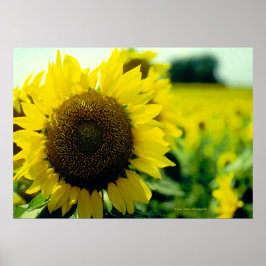 Zonnebloemdruk Poster