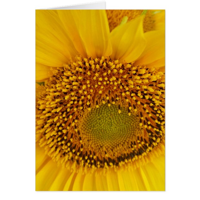 zonnebloemen (Voorkant)