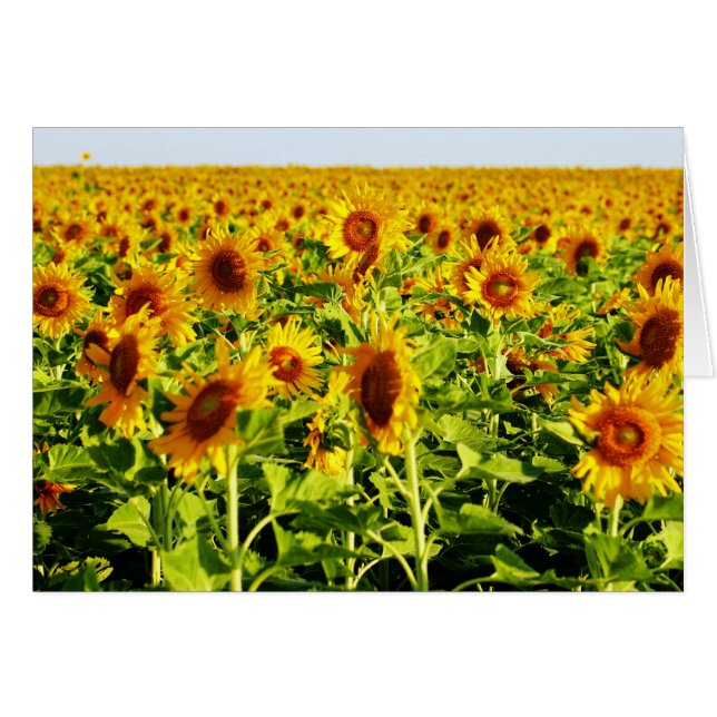 Zonnebloemen (Voorkant Horizontaal)