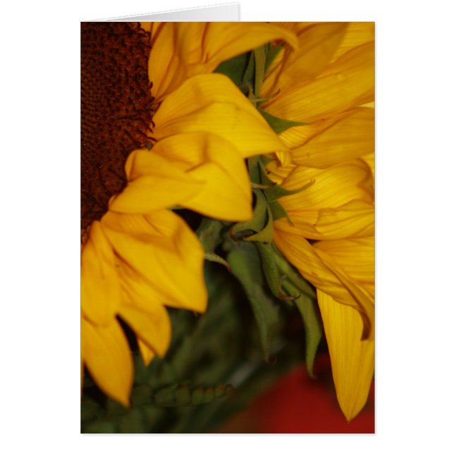 Zonnebloemen (Voorkant)