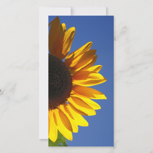 Zonnebloemen (Voorkant)