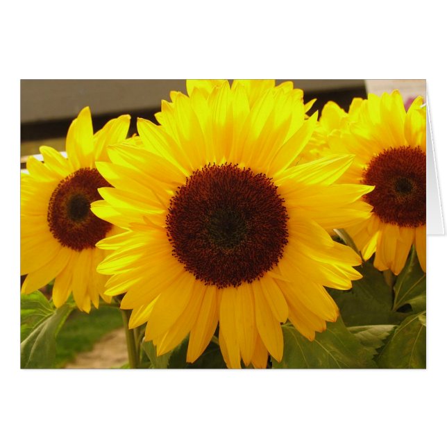 Zonnebloemen (Voorkant Horizontaal)