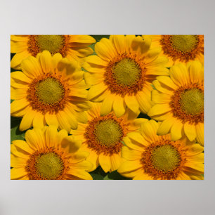 Zonnebloemen afdrukken poster