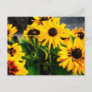 Zonnebloemen Briefkaart