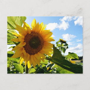 Zonnebloemen Briefkaart