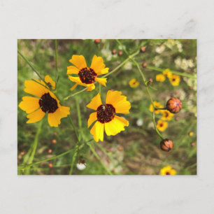 Zonnebloemen Briefkaart