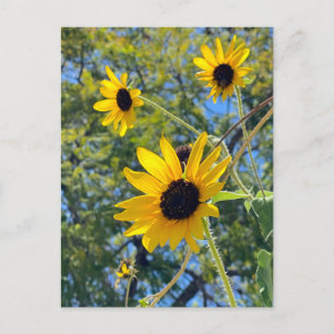 Zonnebloemen Briefkaart