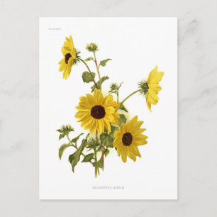 Zonnebloemen Briefkaart