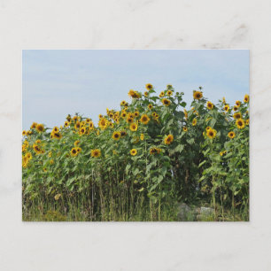 Zonnebloemen Briefkaart