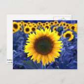 Zonnebloemen Briefkaart (Voorkant / Achterkant)