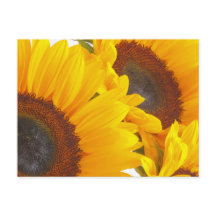 Zonnebloemen