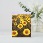 Zonnebloemen Briefkaart (Staand voorkant)