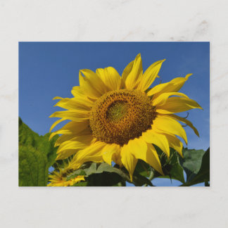 Zonnebloemen Briefkaart