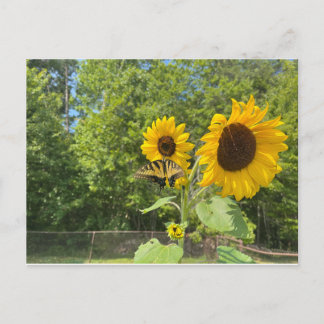 Zonnebloemen Briefkaart