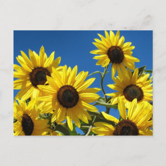 Zonnebloemen Briefkaart