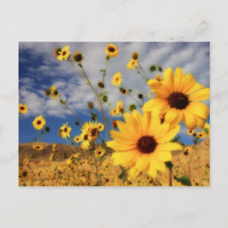 Zonnebloemen Briefkaart