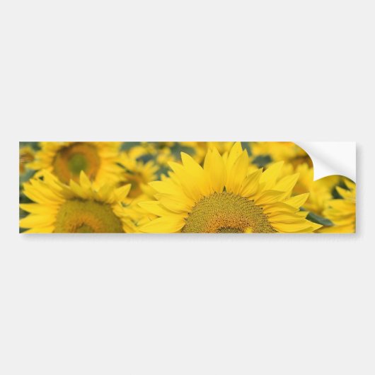 Zonnebloemen Bumpersticker (Voorkant)