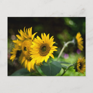 zonnebloemen die de zon opblazen. briefkaart