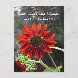 Zonnebloemen en vrienden! briefkaart