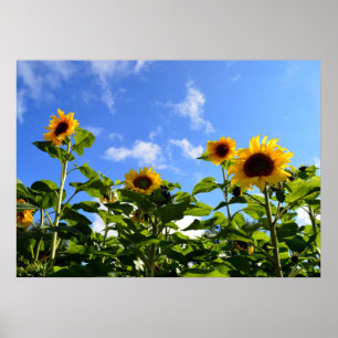 Zonnebloemen en zonnebloemen poster