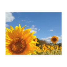 Zonnebloemen en zonneschijn