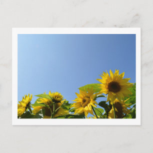 Zonnebloemen en Zonneuwen Briefkaart