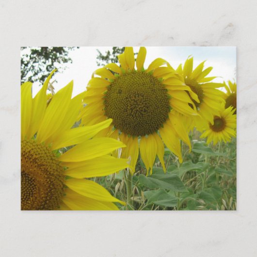 Zonnebloemen Foto Briefkaart (Voorkant)