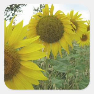 Zonnebloemen Foto vierkante Stickers, glanzend Sticker