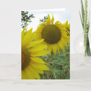 Zonnebloemen Foto Wenskaart, Standaard Kaart