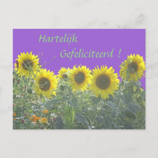 Zonnebloemen Gelukkige Verjaardag in het Nederland Briefkaart (Voorkant)