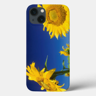 Zonnebloemen (Helianthus Annuus), bij Senekal iPhone 13 Hoesje