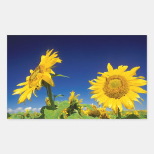 Zonnebloemen (Helianthus Annuus), bij Senekal Rechthoekige Sticker