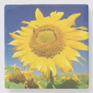 Zonnebloemen (Helianthus Annuus), bij Senekal Stenen Onderzetter