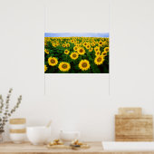Zonnebloemen in Fargo, North Dakota Poster (Keuken)