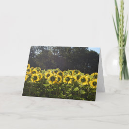 Zonnebloemen in Frankrijk Feestdagen Kaart