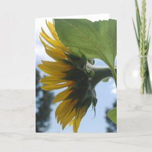 Zonnebloemen in Frankrijk Feestdagen Kaart