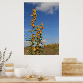 Zonnebloemen in Minnesota Poster (Keuken)