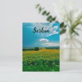 Zonnebloemen in Žabari Servië Briefkaart (Staand voorkant)