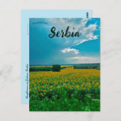 Zonnebloemen in Žabari Servië Briefkaart (Voorkant / Achterkant)