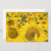 Zonnebloemen Kaart (Voorkant / Achterkant)